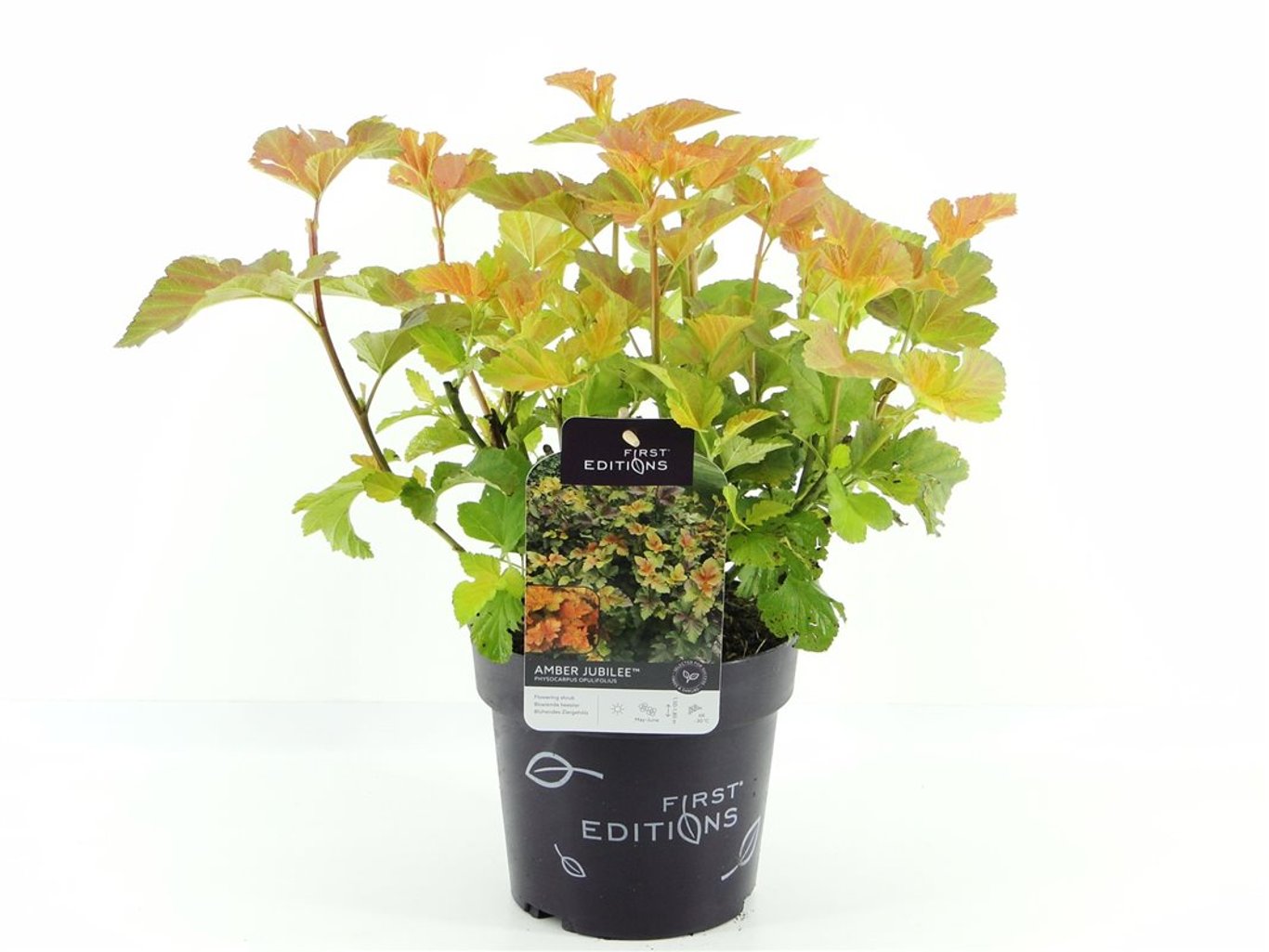 Physocarpus opulif. 'Amber Jubilee' ® - C3